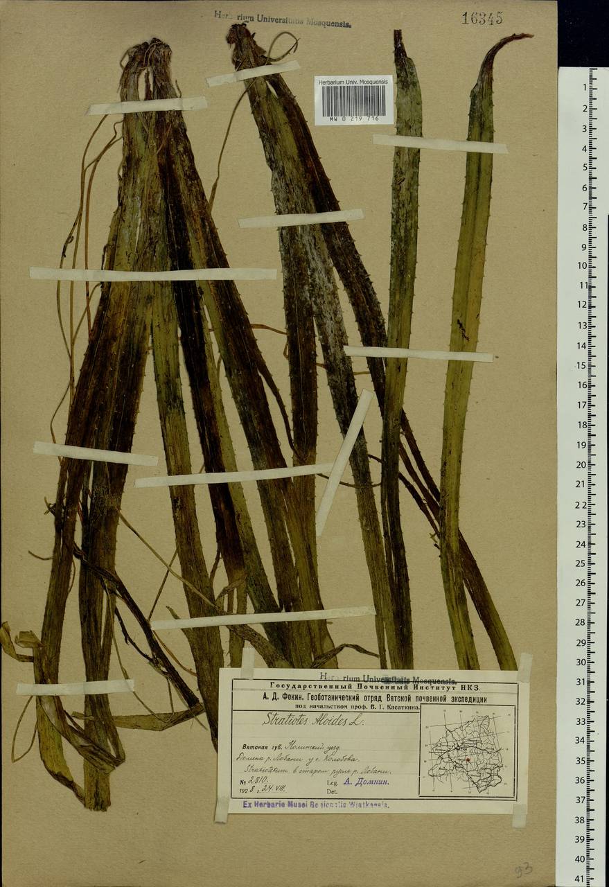 Stratiotes aloides L., Eastern Europe, Volga-Kama region (E7) (Russia)