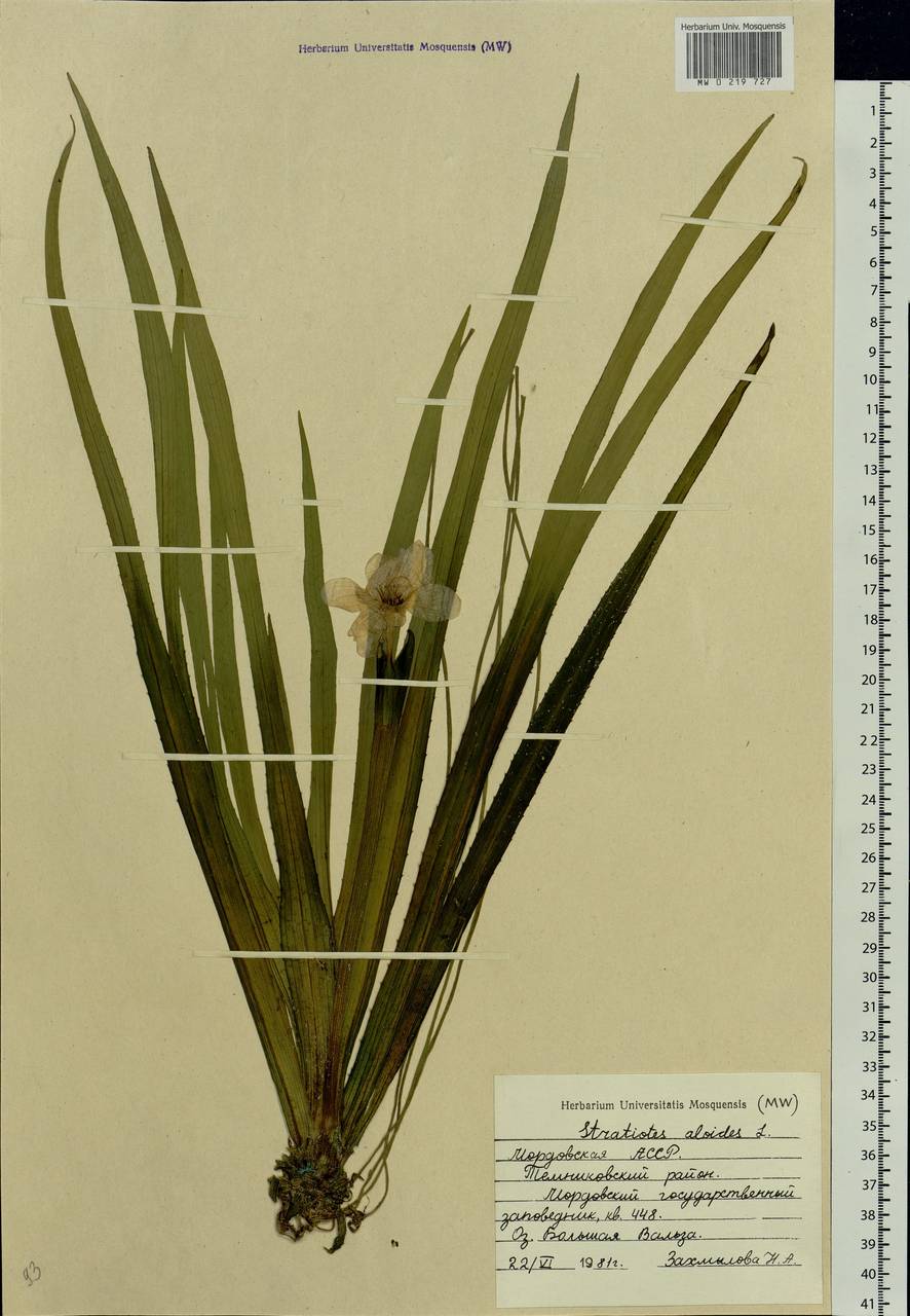 Stratiotes aloides L., Eastern Europe, Middle Volga region (E8) (Russia)