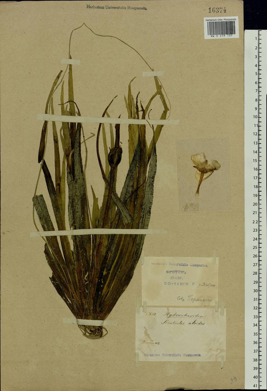 Stratiotes aloides L., Eastern Europe, North Ukrainian region (E11) (Ukraine)