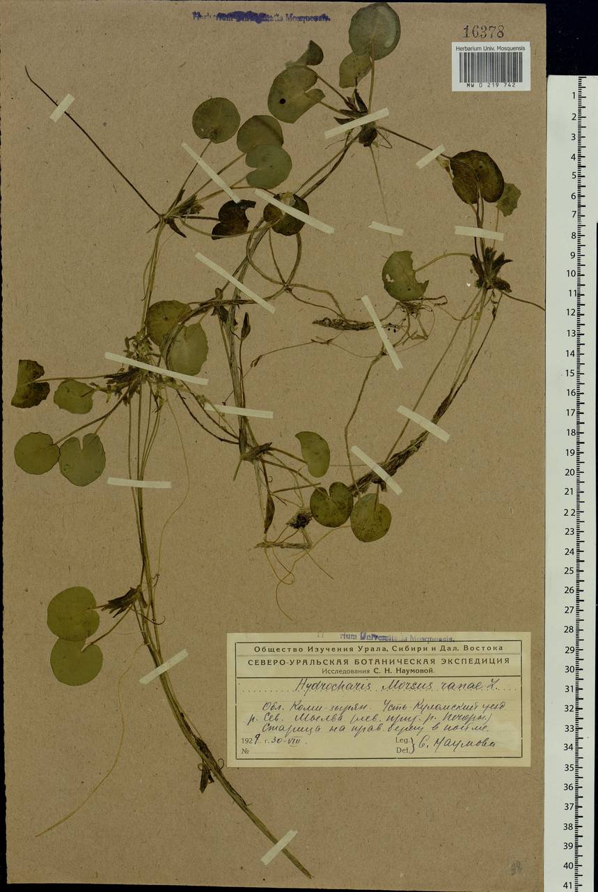 Hydrocharis morsus-ranae L., Eastern Europe, Northern region (E1) (Russia)