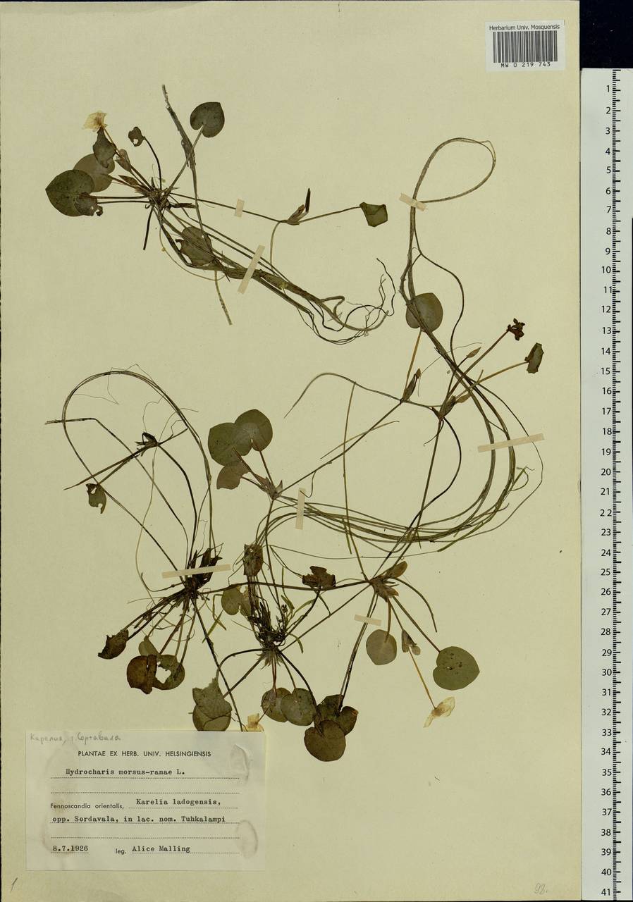 Hydrocharis morsus-ranae L., Eastern Europe, Northern region (E1) (Russia)