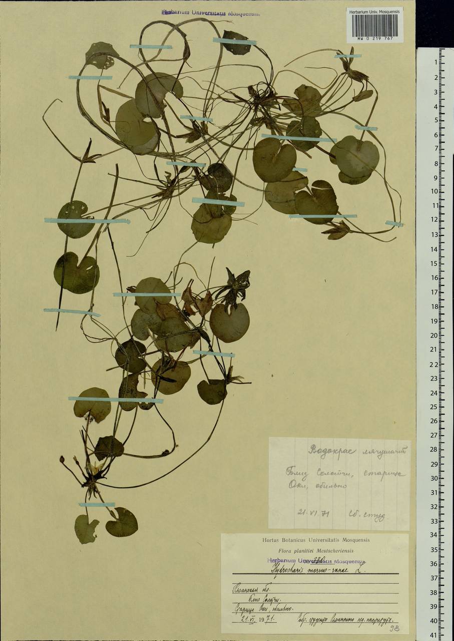 Hydrocharis morsus-ranae L., Eastern Europe, Central region (E4) (Russia)