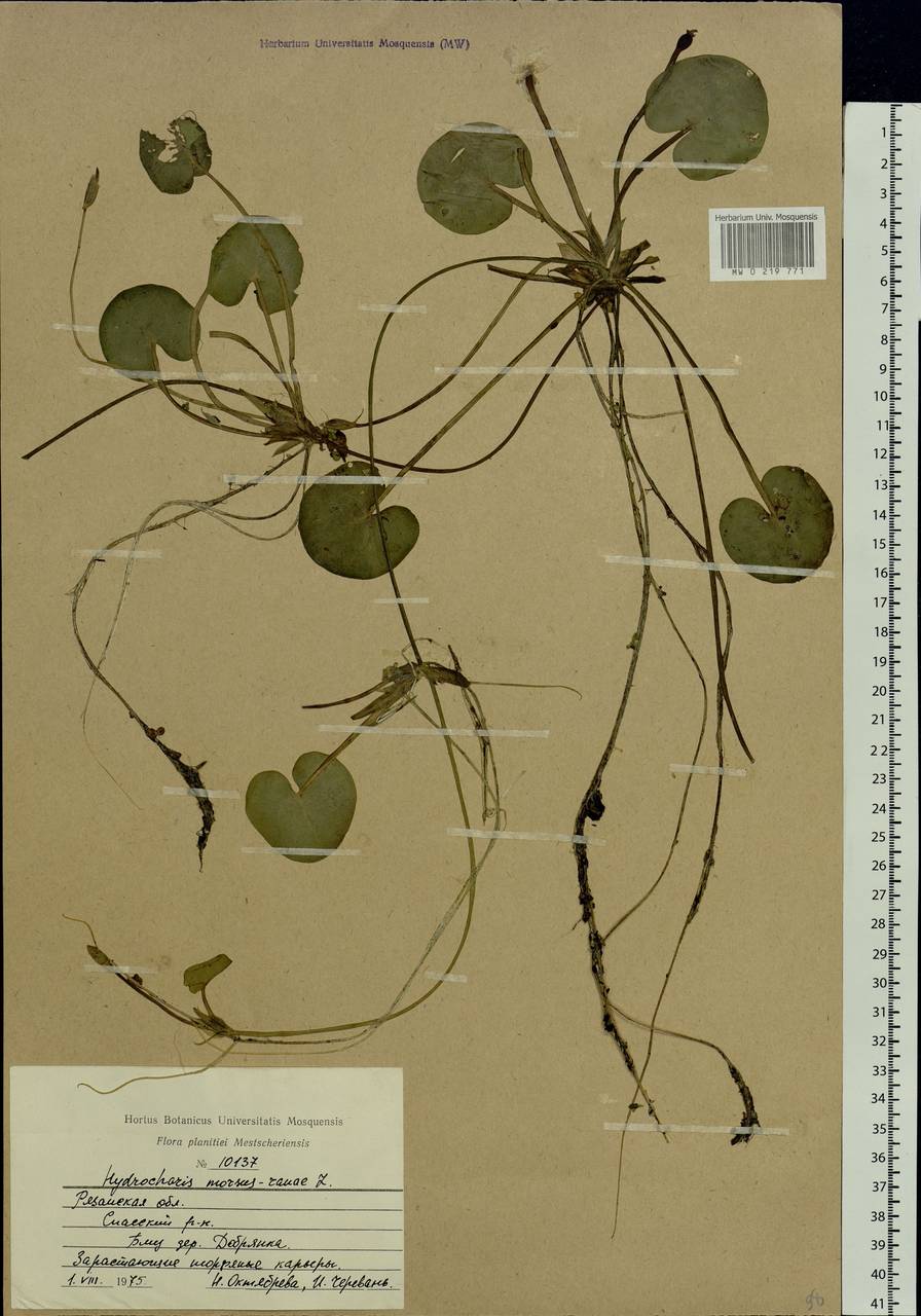 Hydrocharis morsus-ranae L., Eastern Europe, Central region (E4) (Russia)