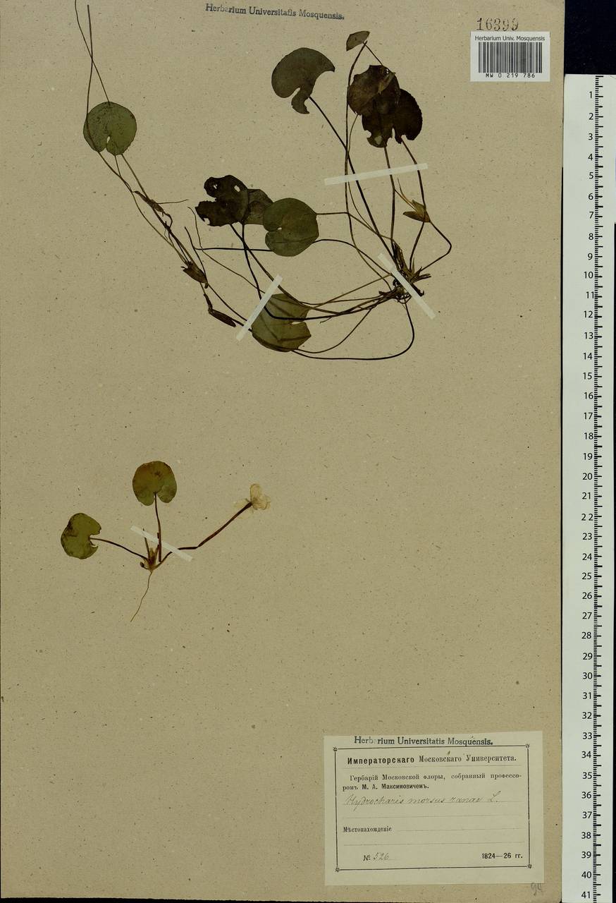 Hydrocharis morsus-ranae L., Eastern Europe, Moscow region (E4a) (Russia)