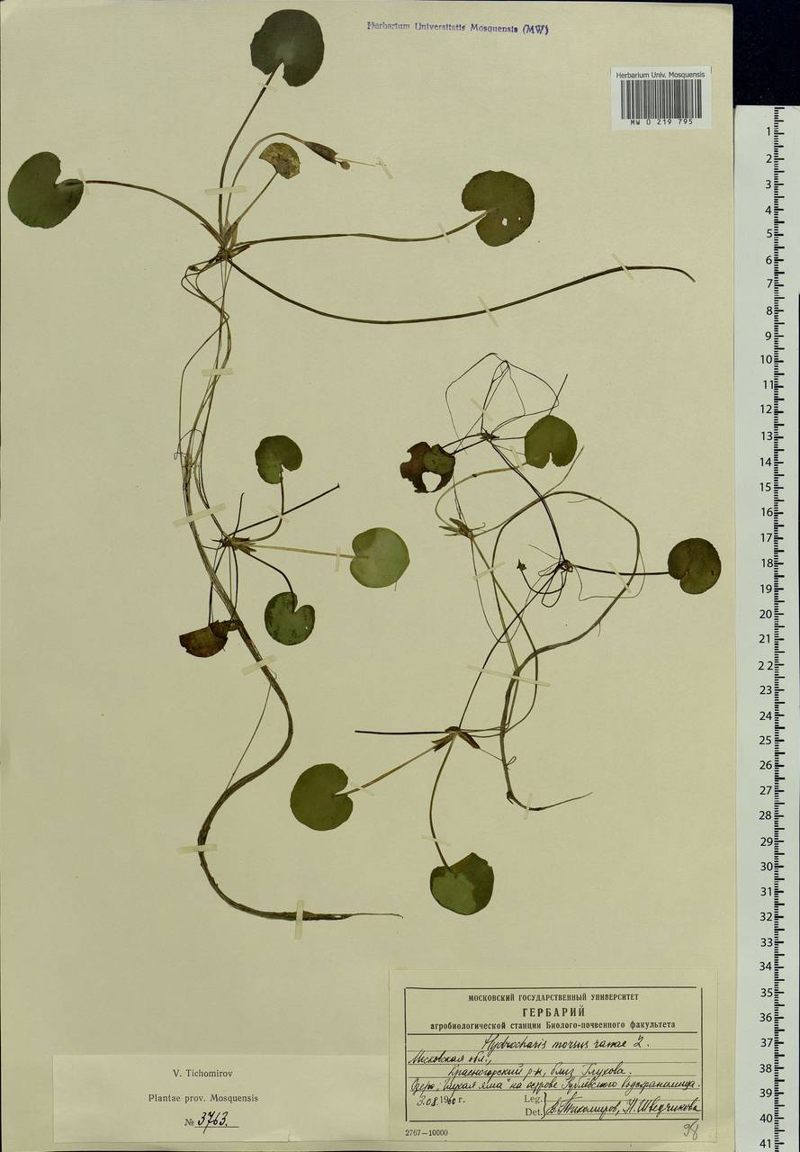 Hydrocharis morsus-ranae L., Eastern Europe, Moscow region (E4a) (Russia)