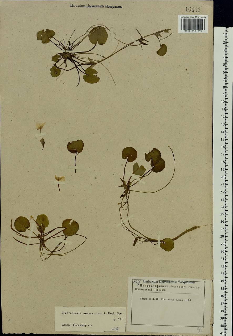 Hydrocharis morsus-ranae L., Eastern Europe, Moscow region (E4a) (Russia)