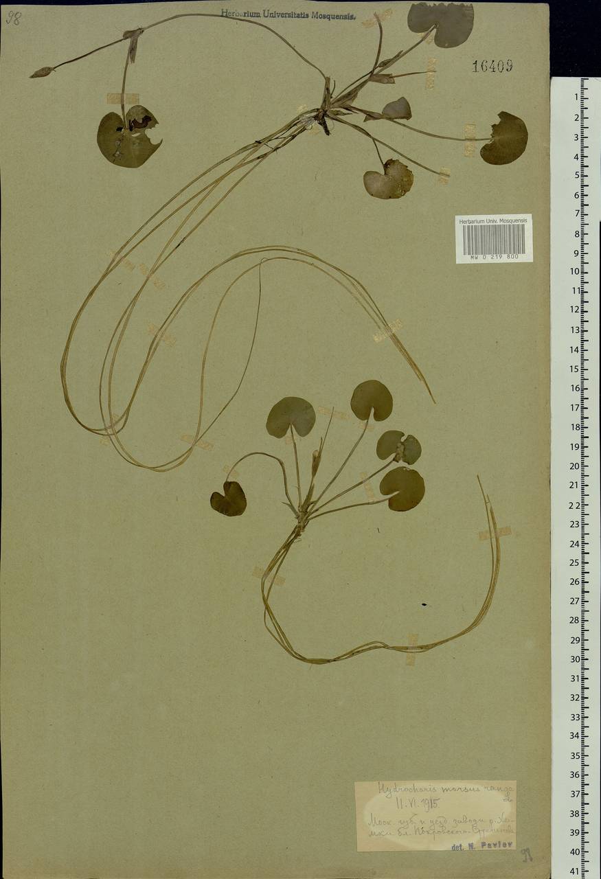 Hydrocharis morsus-ranae L., Eastern Europe, Moscow region (E4a) (Russia)