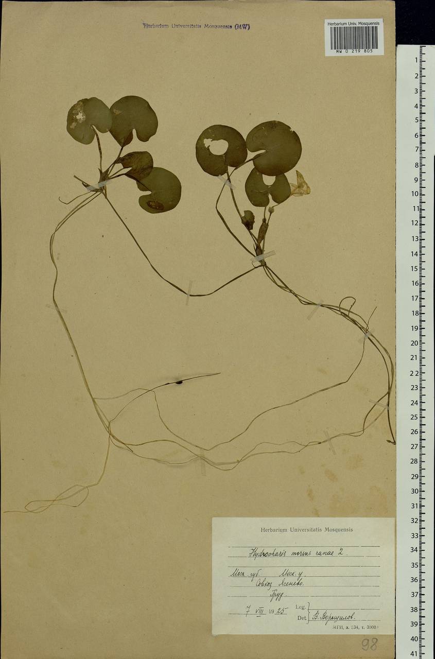 Hydrocharis morsus-ranae L., Eastern Europe, Moscow region (E4a) (Russia)