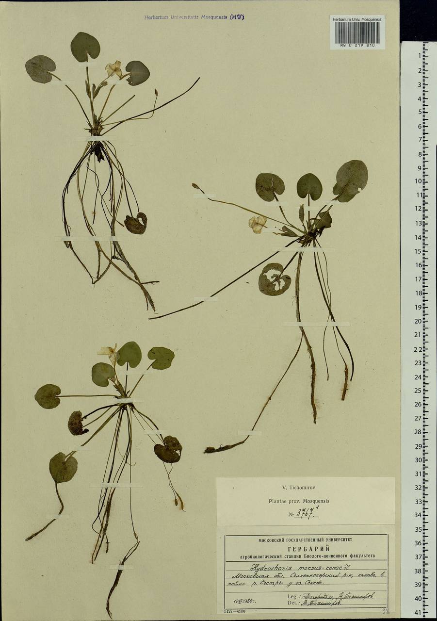 Hydrocharis morsus-ranae L., Eastern Europe, Moscow region (E4a) (Russia)