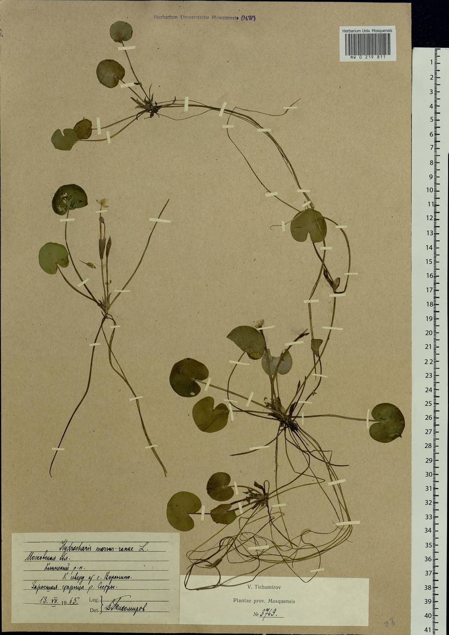 Hydrocharis morsus-ranae L., Eastern Europe, Moscow region (E4a) (Russia)