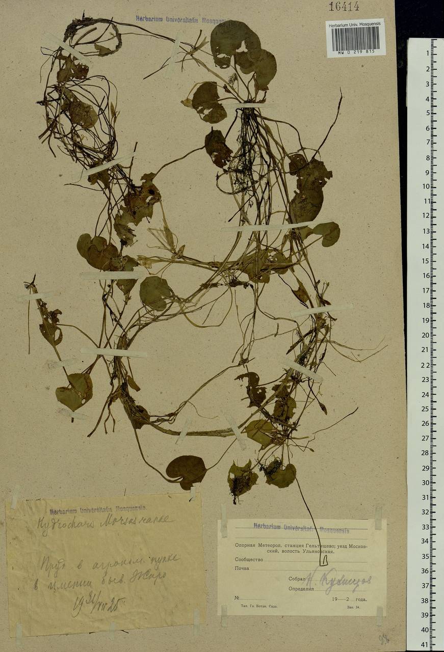 Hydrocharis morsus-ranae L., Eastern Europe, Moscow region (E4a) (Russia)