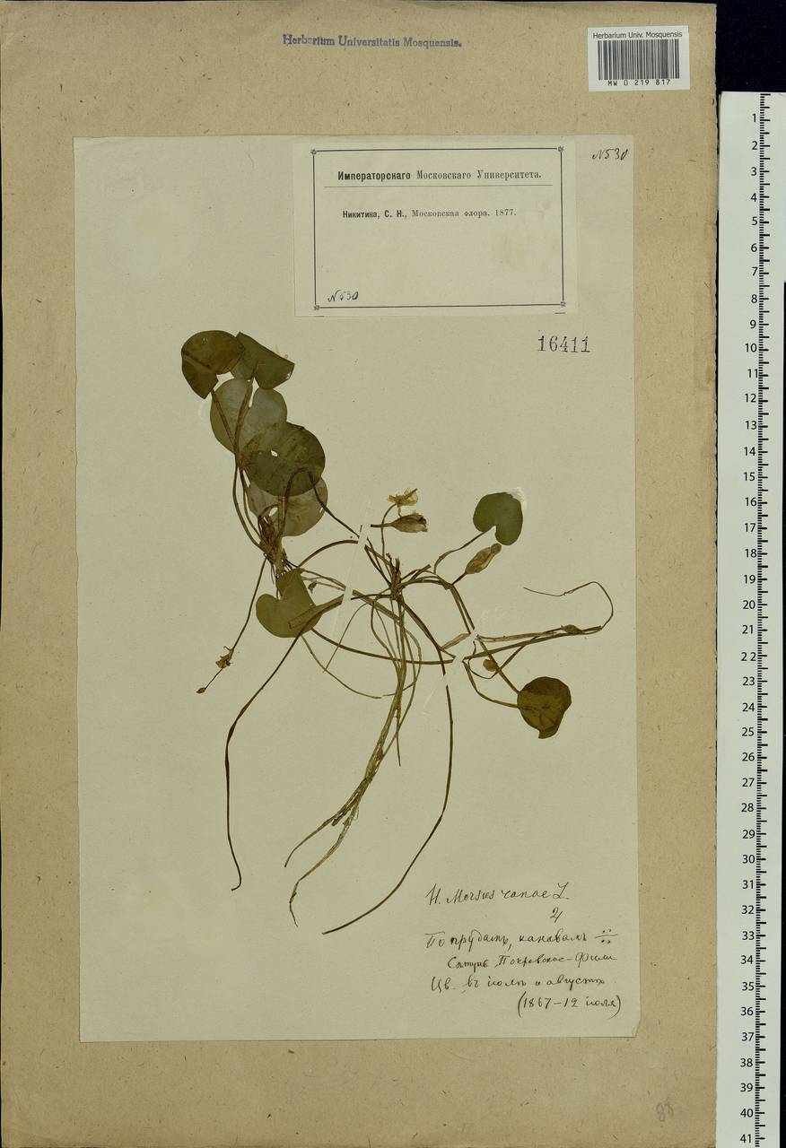 Hydrocharis morsus-ranae L., Eastern Europe, Moscow region (E4a) (Russia)