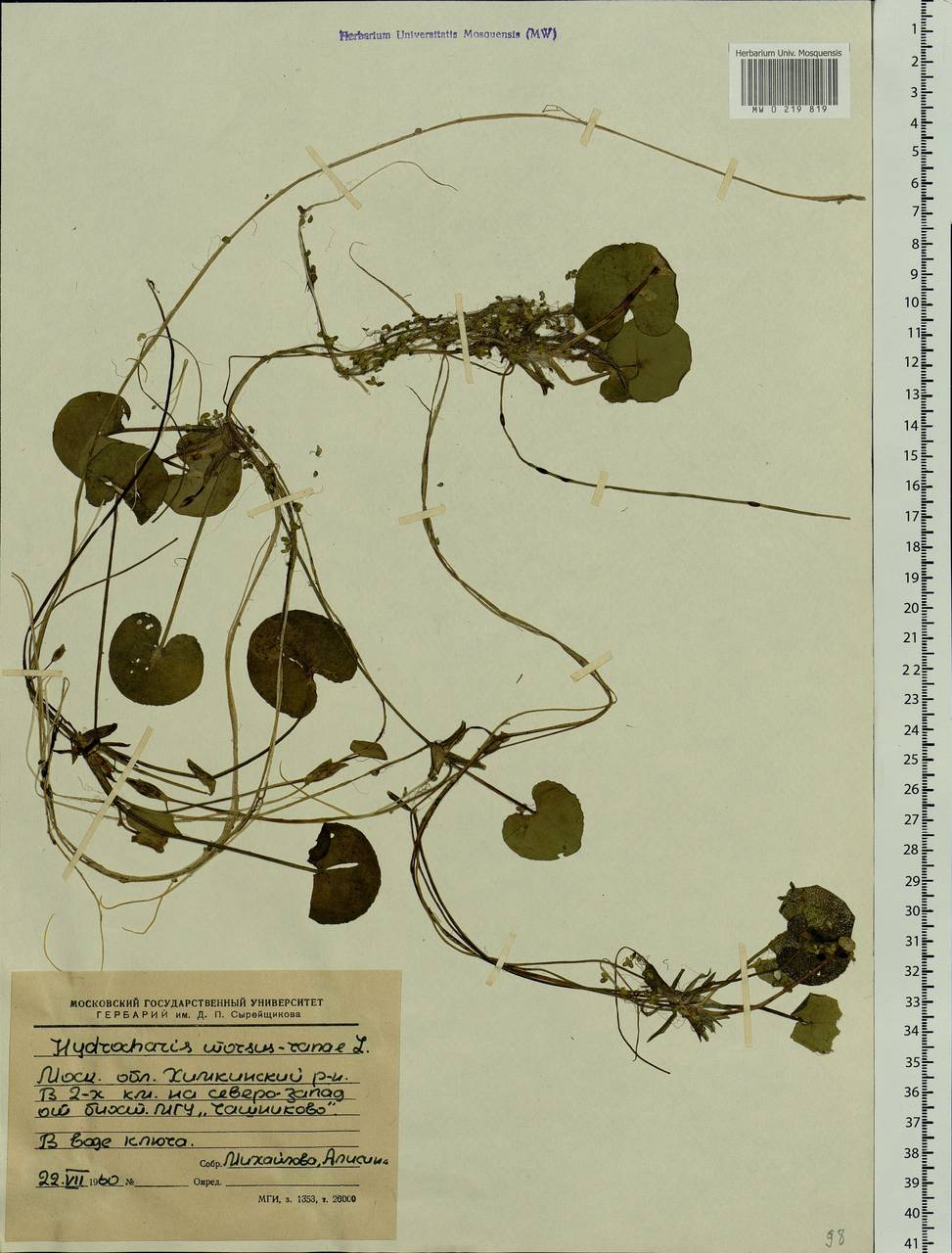 Hydrocharis morsus-ranae L., Eastern Europe, Moscow region (E4a) (Russia)