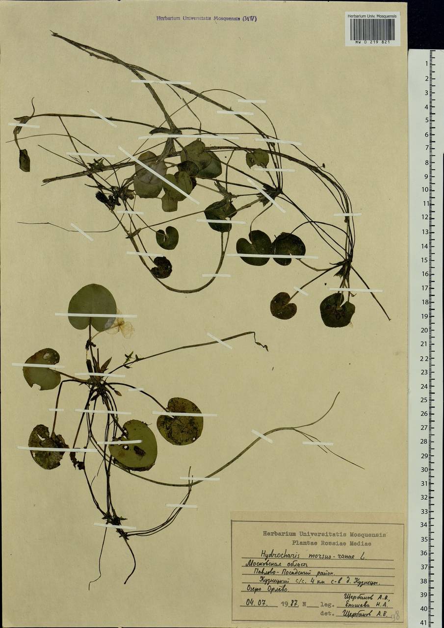 Hydrocharis morsus-ranae L., Eastern Europe, Moscow region (E4a) (Russia)