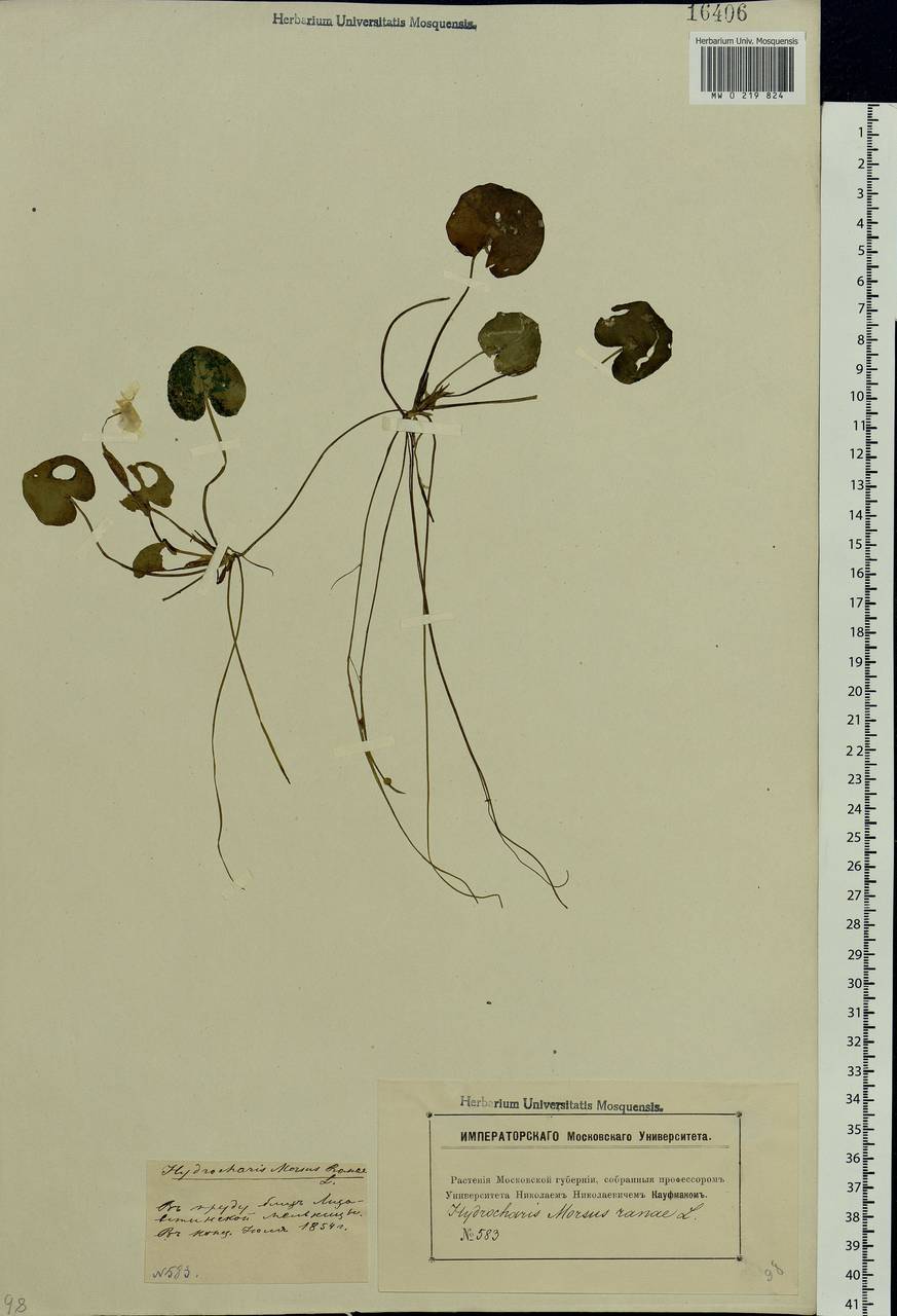 Hydrocharis morsus-ranae L., Eastern Europe, Moscow region (E4a) (Russia)