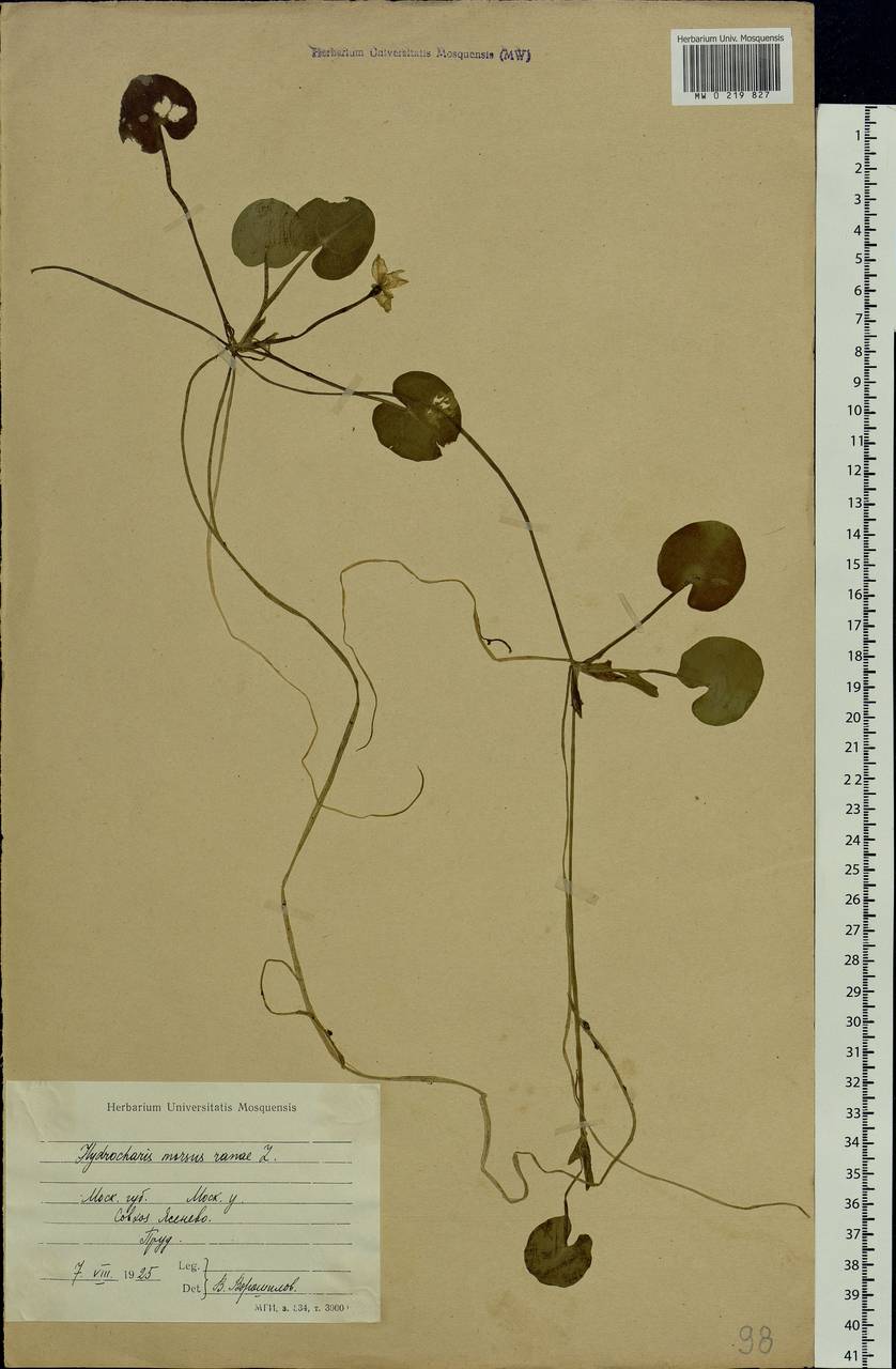 Hydrocharis morsus-ranae L., Eastern Europe, Moscow region (E4a) (Russia)