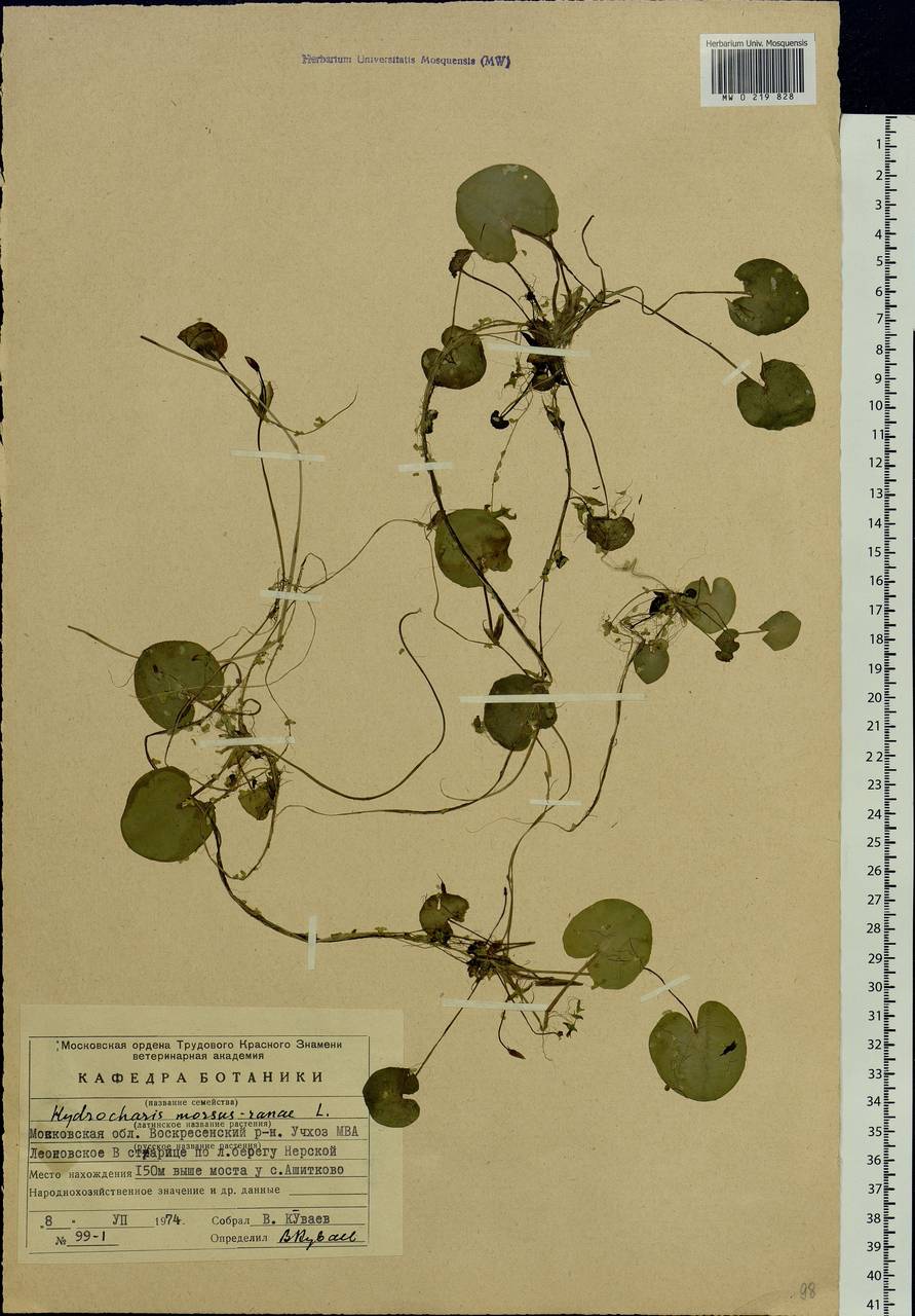 Hydrocharis morsus-ranae L., Eastern Europe, Moscow region (E4a) (Russia)