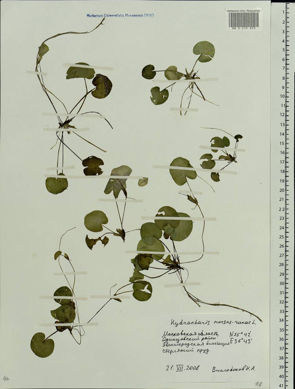 Hydrocharis morsus-ranae L., Eastern Europe, Moscow region (E4a) (Russia)