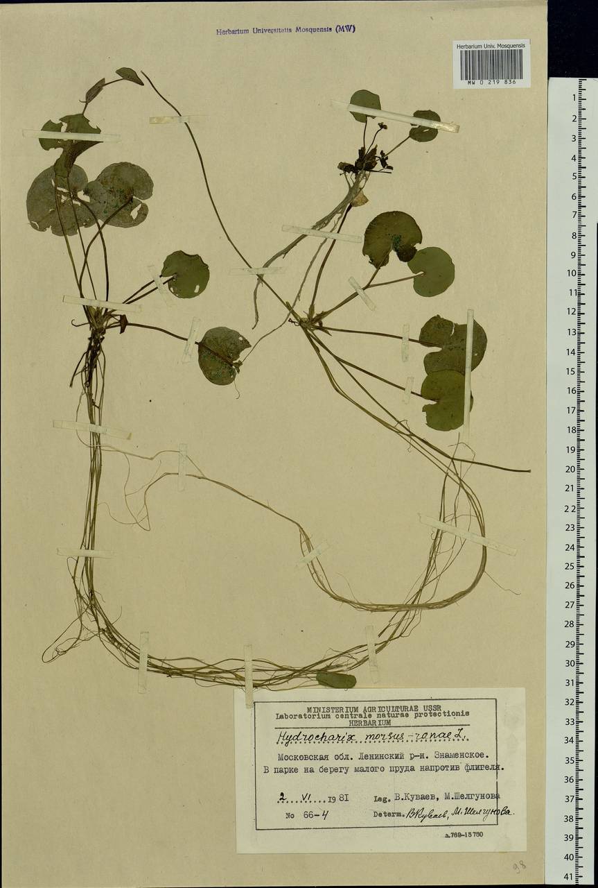 Hydrocharis morsus-ranae L., Eastern Europe, Moscow region (E4a) (Russia)