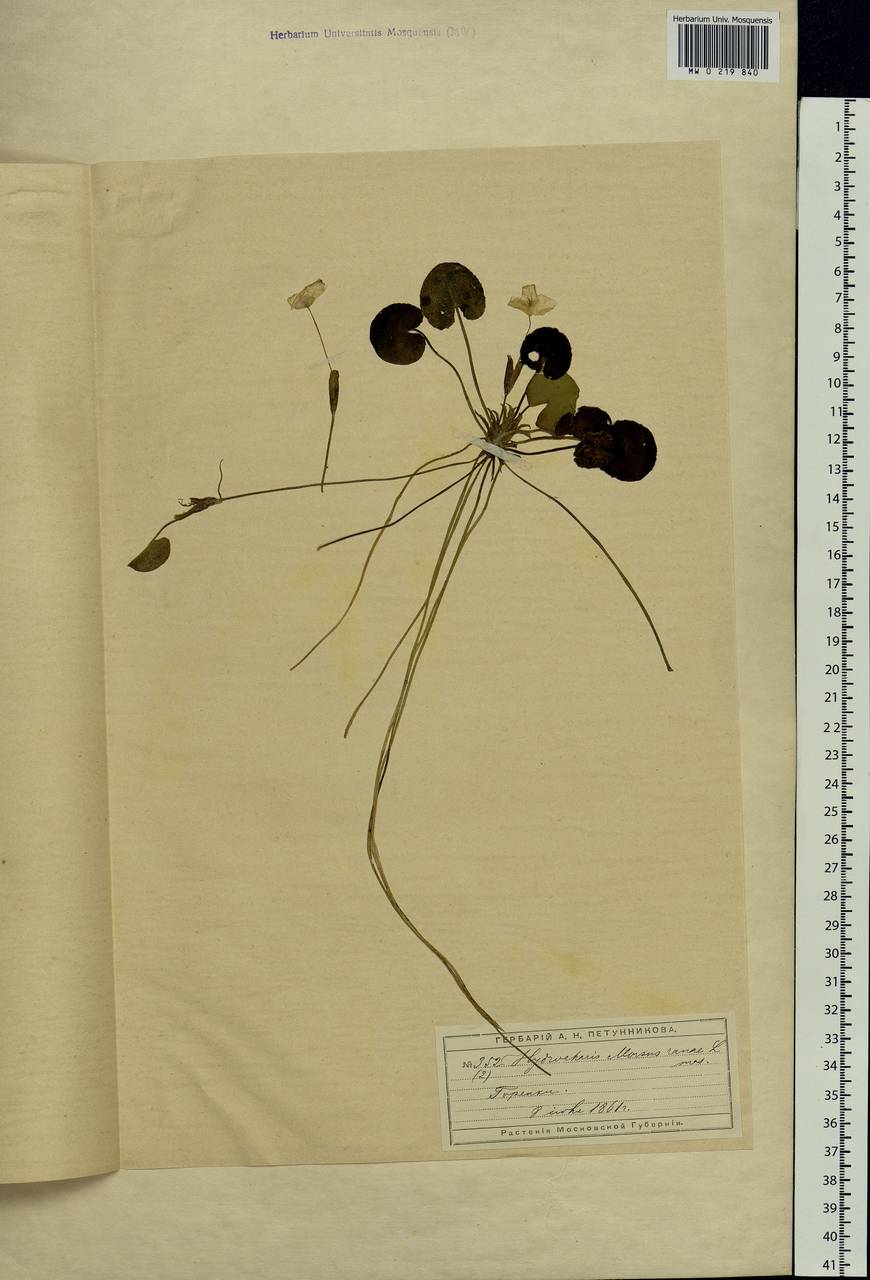 Hydrocharis morsus-ranae L., Eastern Europe, Moscow region (E4a) (Russia)
