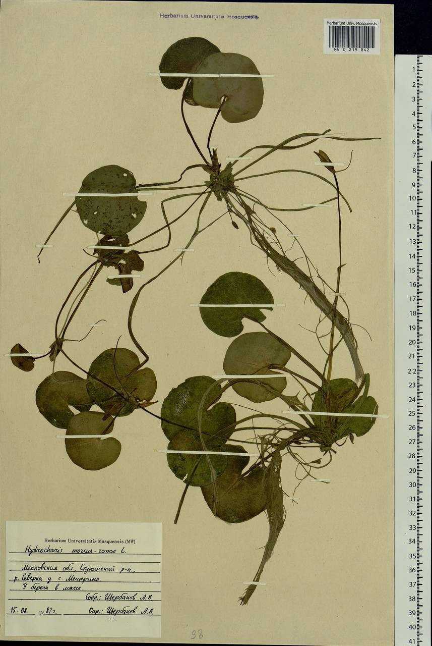 Hydrocharis morsus-ranae L., Eastern Europe, Moscow region (E4a) (Russia)