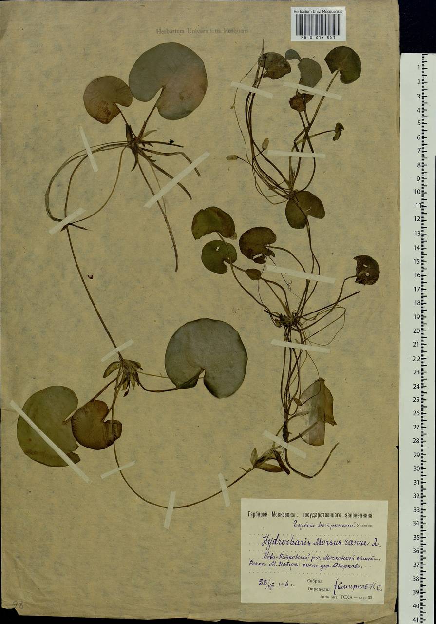 Hydrocharis morsus-ranae L., Eastern Europe, Moscow region (E4a) (Russia)