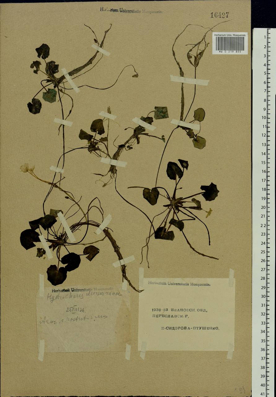 Hydrocharis morsus-ranae L., Eastern Europe, Central forest region (E5) (Russia)