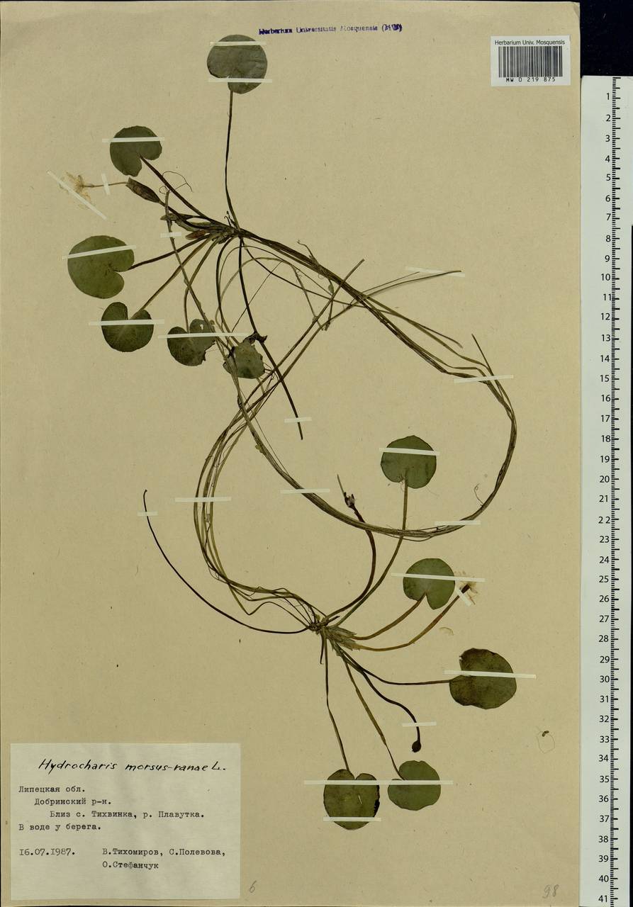 Hydrocharis morsus-ranae L., Eastern Europe, Central forest-and-steppe region (E6) (Russia)