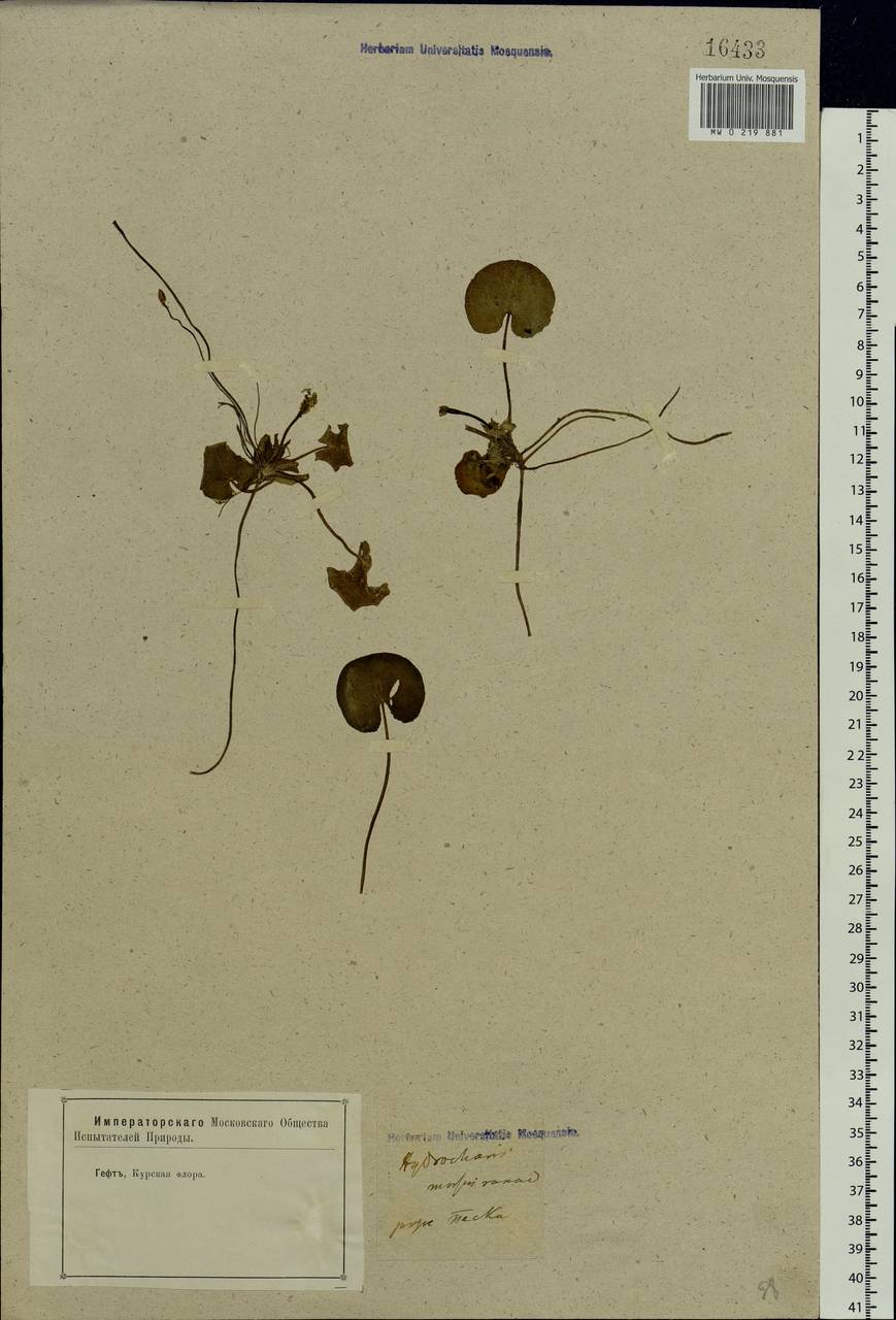 Hydrocharis morsus-ranae L., Eastern Europe, Central forest-and-steppe region (E6) (Russia)