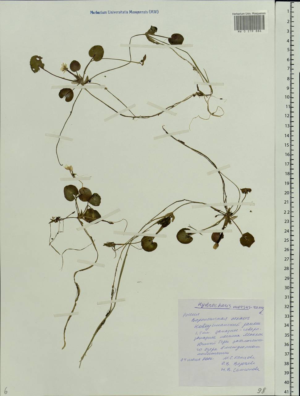 Hydrocharis morsus-ranae L., Eastern Europe, Central forest-and-steppe region (E6) (Russia)