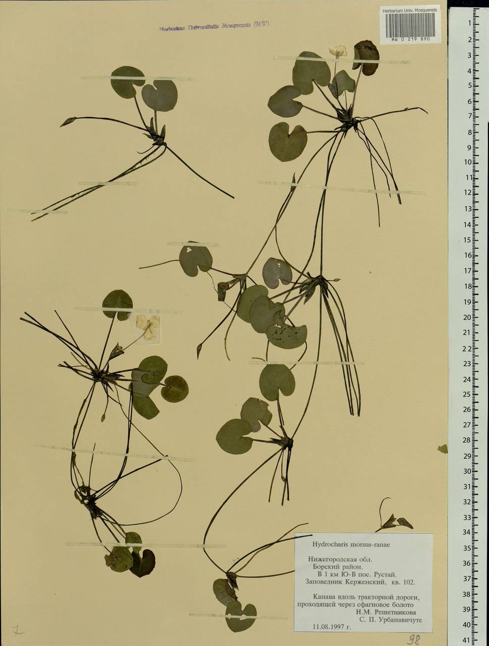 Hydrocharis morsus-ranae L., Eastern Europe, Volga-Kama region (E7) (Russia)