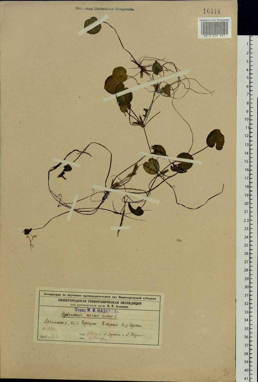 Hydrocharis morsus-ranae L., Eastern Europe, Volga-Kama region (E7) (Russia)