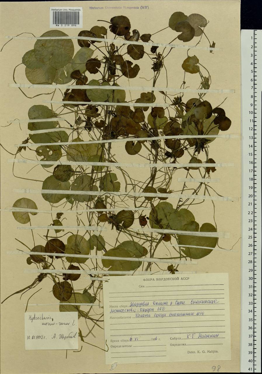 Hydrocharis morsus-ranae L., Eastern Europe, Middle Volga region (E8) (Russia)