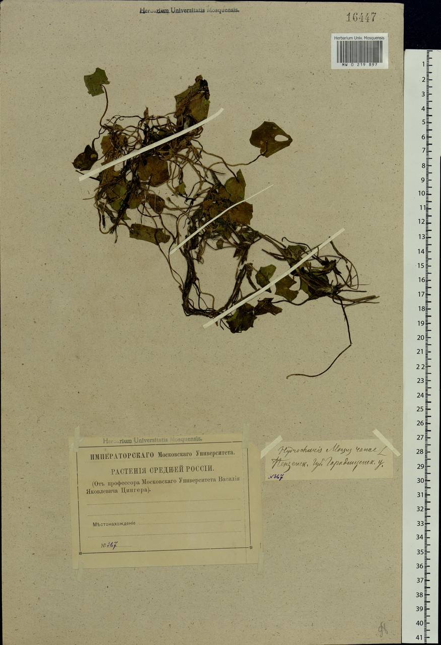 Hydrocharis morsus-ranae L., Eastern Europe, Middle Volga region (E8) (Russia)