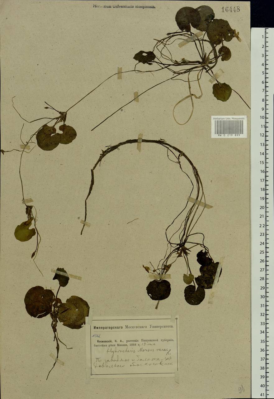 Hydrocharis morsus-ranae L., Eastern Europe, Middle Volga region (E8) (Russia)