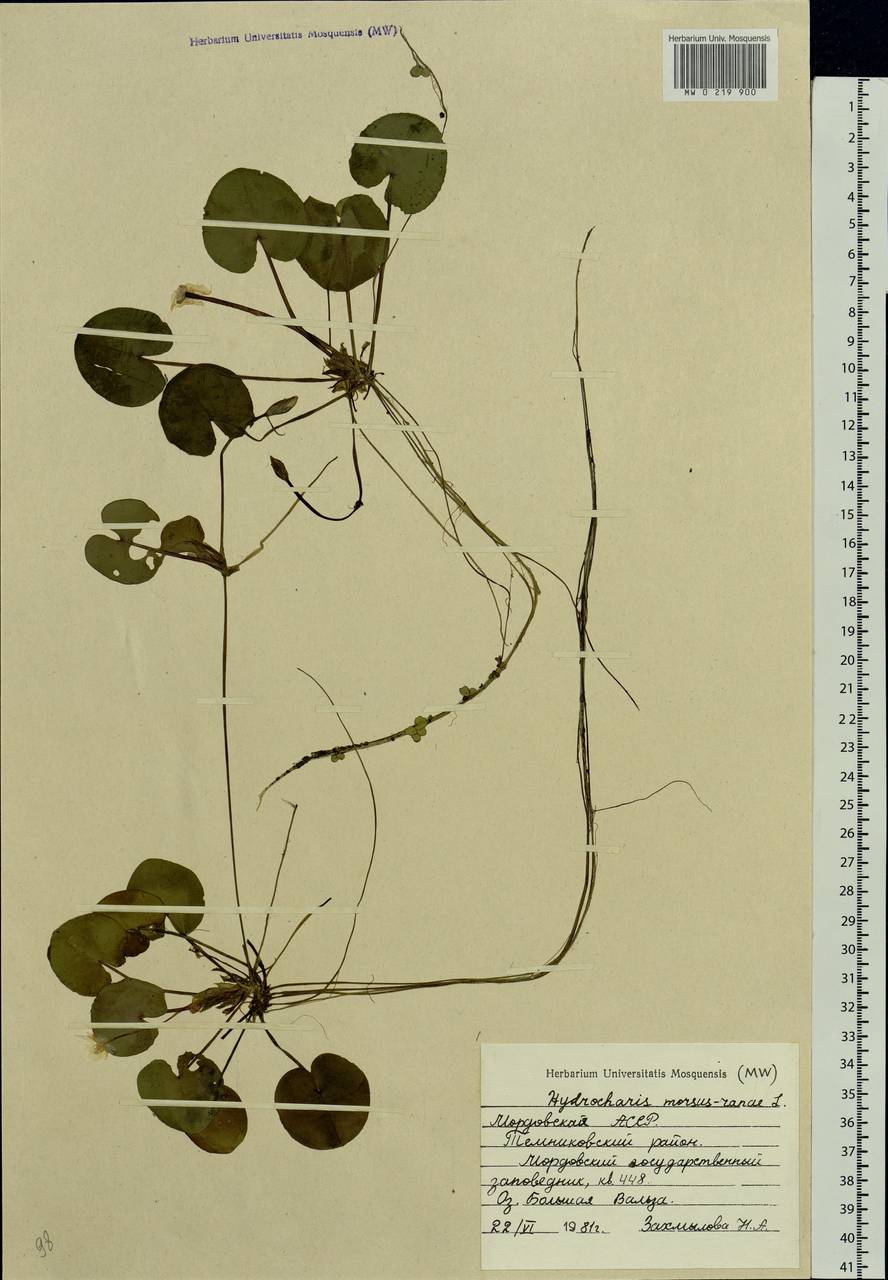 Hydrocharis morsus-ranae L., Eastern Europe, Middle Volga region (E8) (Russia)