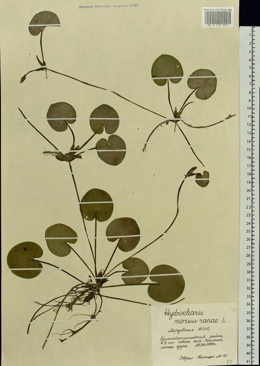 Hydrocharis morsus-ranae L., Eastern Europe, Middle Volga region (E8) (Russia)