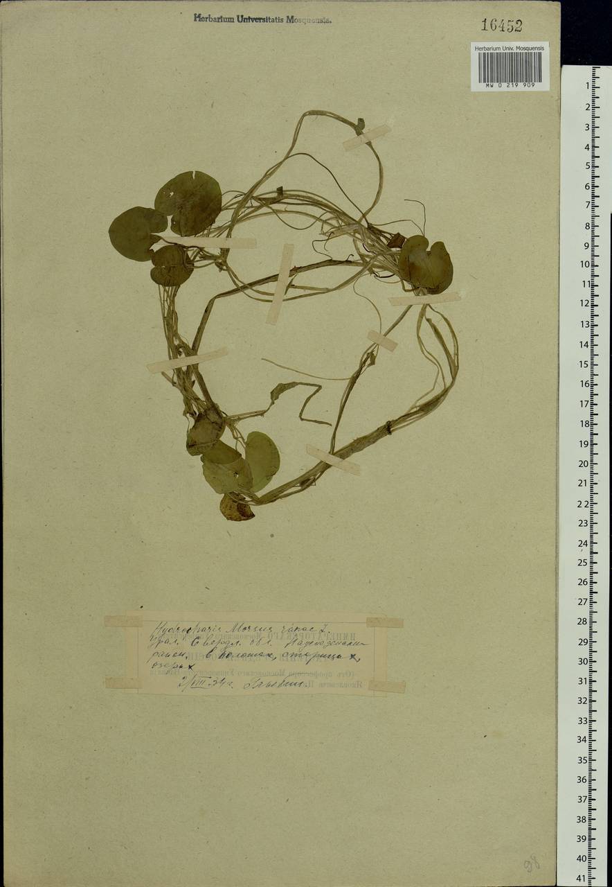 Hydrocharis morsus-ranae L., Eastern Europe, Eastern region (E10) (Russia)