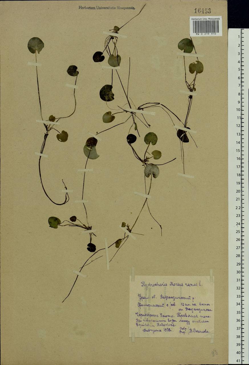 Hydrocharis morsus-ranae L., Eastern Europe, Eastern region (E10) (Russia)