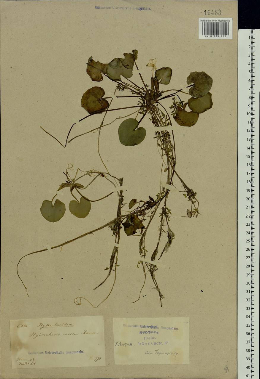 Hydrocharis morsus-ranae L., Eastern Europe, North Ukrainian region (E11) (Ukraine)