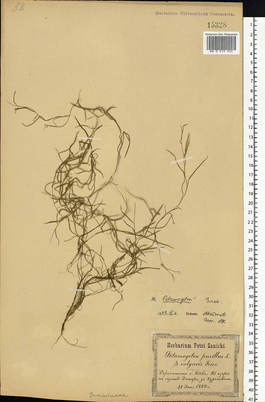 Poaceae, Eastern Europe, North Ukrainian region (E11) (Ukraine)