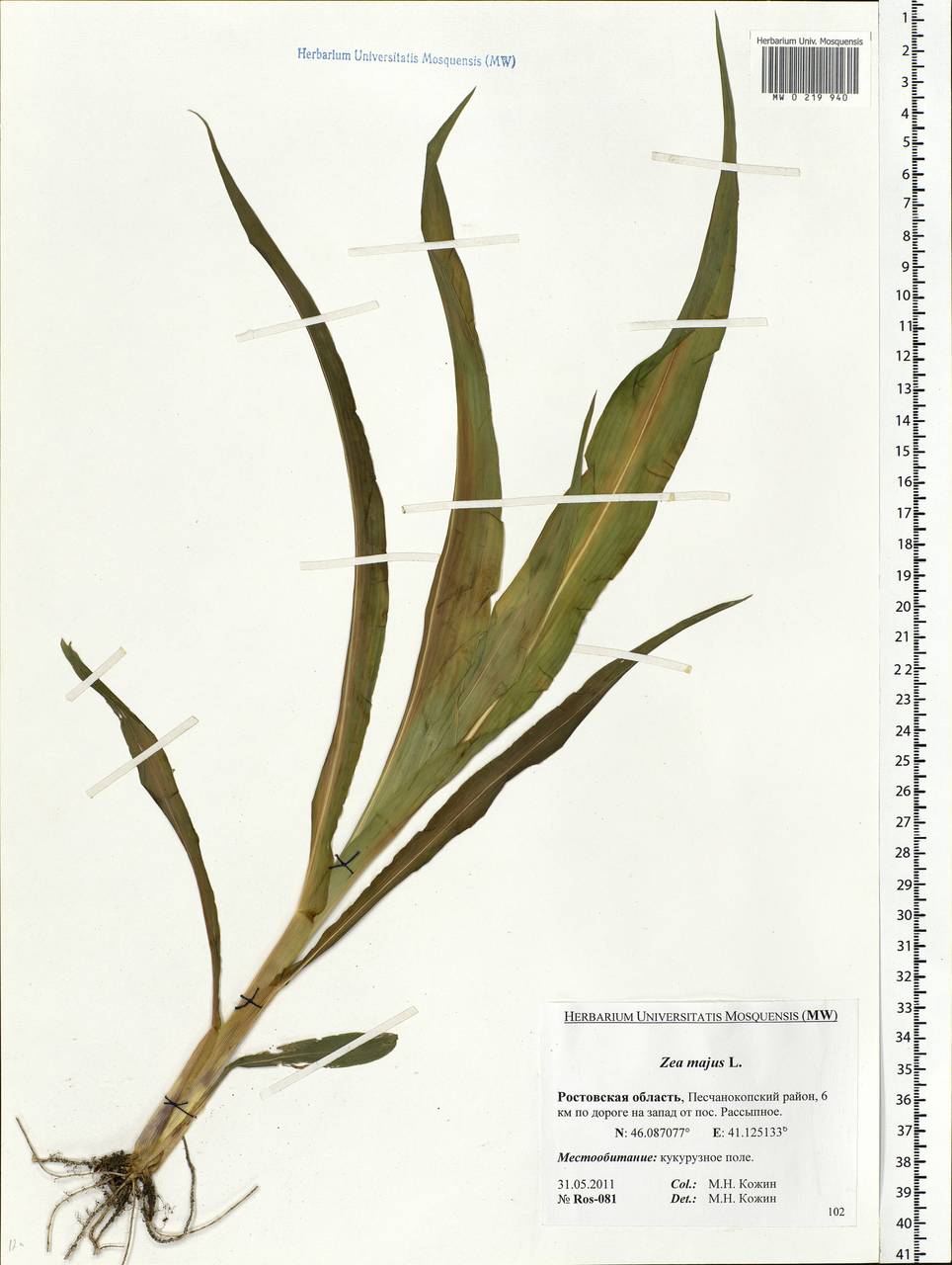 Zea mays L., Eastern Europe, Rostov Oblast (E12a) (Russia)