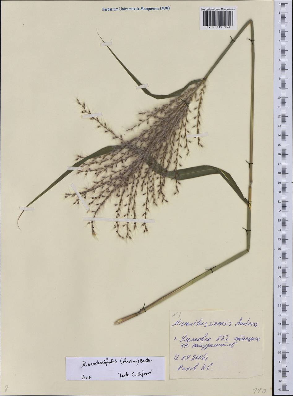 Miscanthus sacchariflorus (Maxim.) Hack., Eastern Europe, Middle Volga region (E8) (Russia)