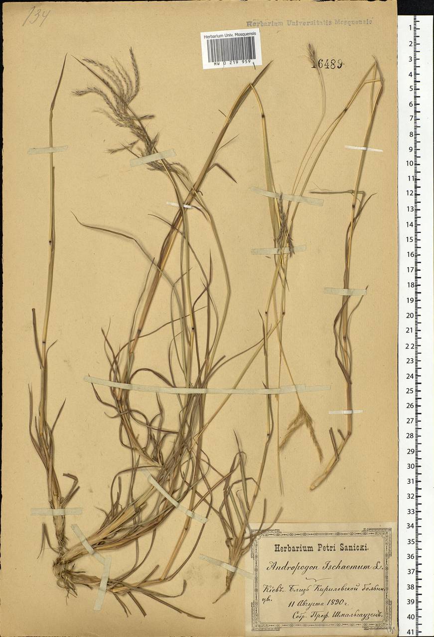 Bothriochloa ischaemum (L.) Keng, Eastern Europe, North Ukrainian region (E11) (Ukraine)
