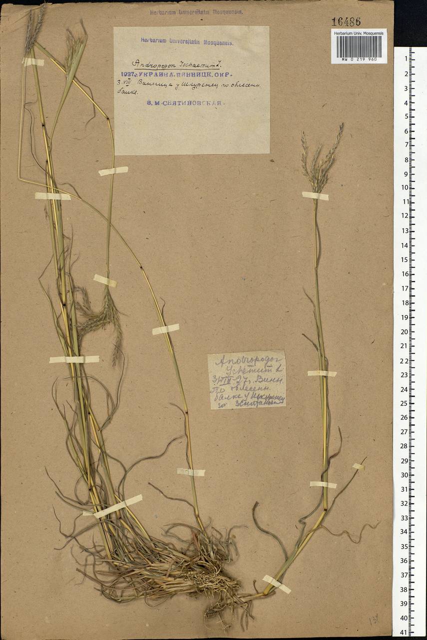 Bothriochloa ischaemum (L.) Keng, Eastern Europe, South Ukrainian region (E12) (Ukraine)