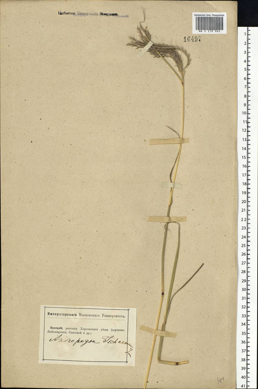 Bothriochloa ischaemum (L.) Keng, Eastern Europe, South Ukrainian region (E12) (Ukraine)