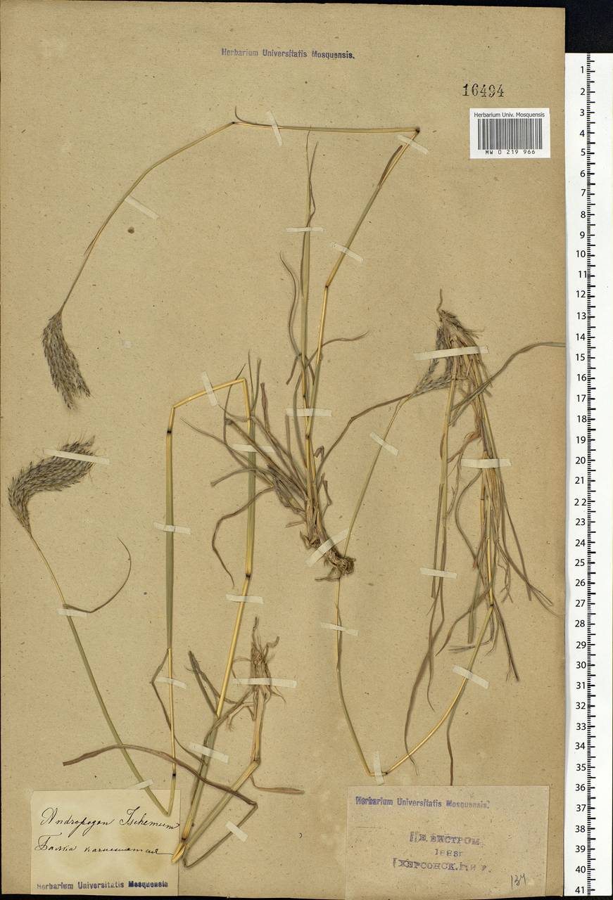 Bothriochloa ischaemum (L.) Keng, Eastern Europe, South Ukrainian region (E12) (Ukraine)