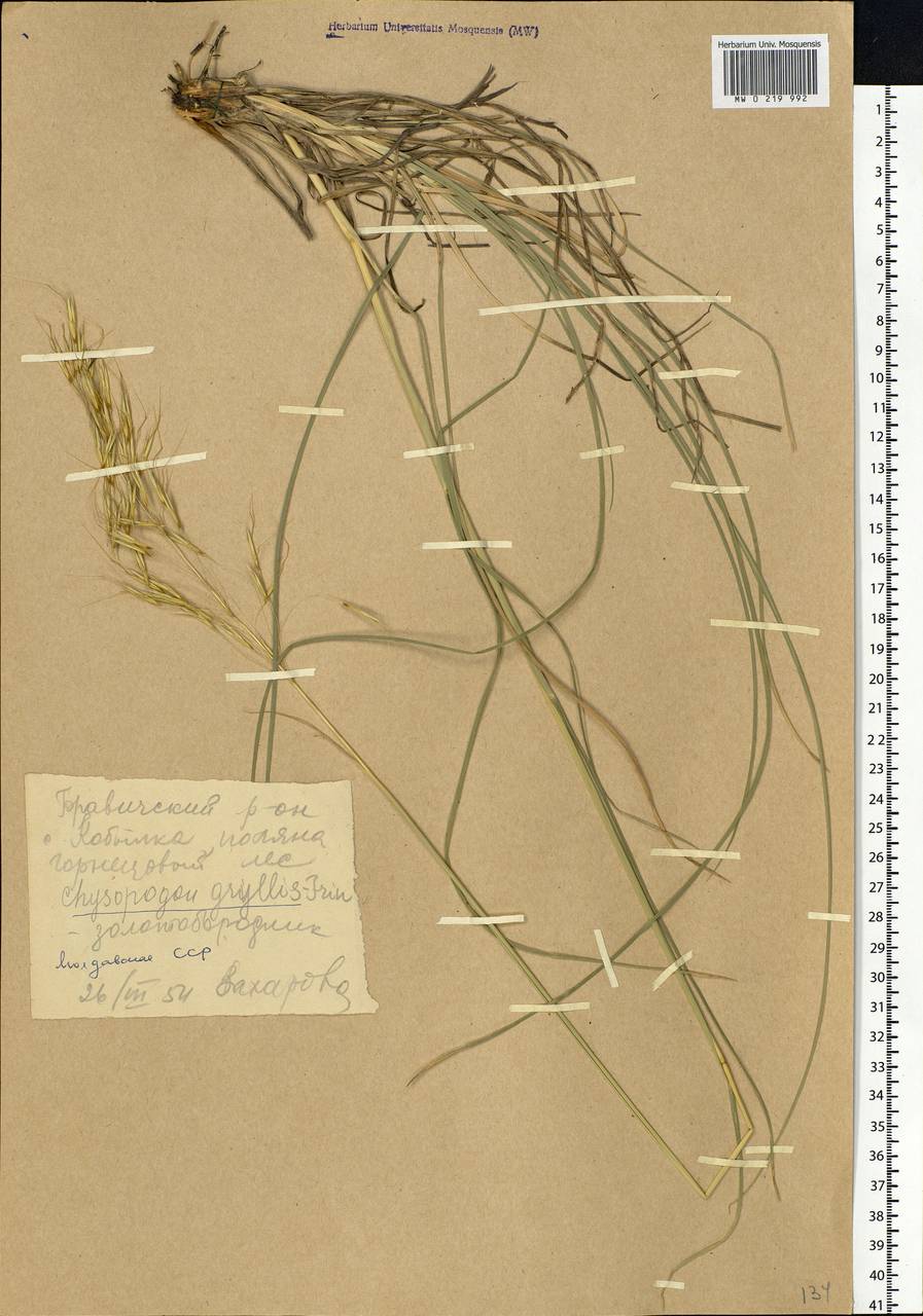 Chrysopogon gryllus (L.) Trin., Eastern Europe, Moldova (E13a) (Moldova)