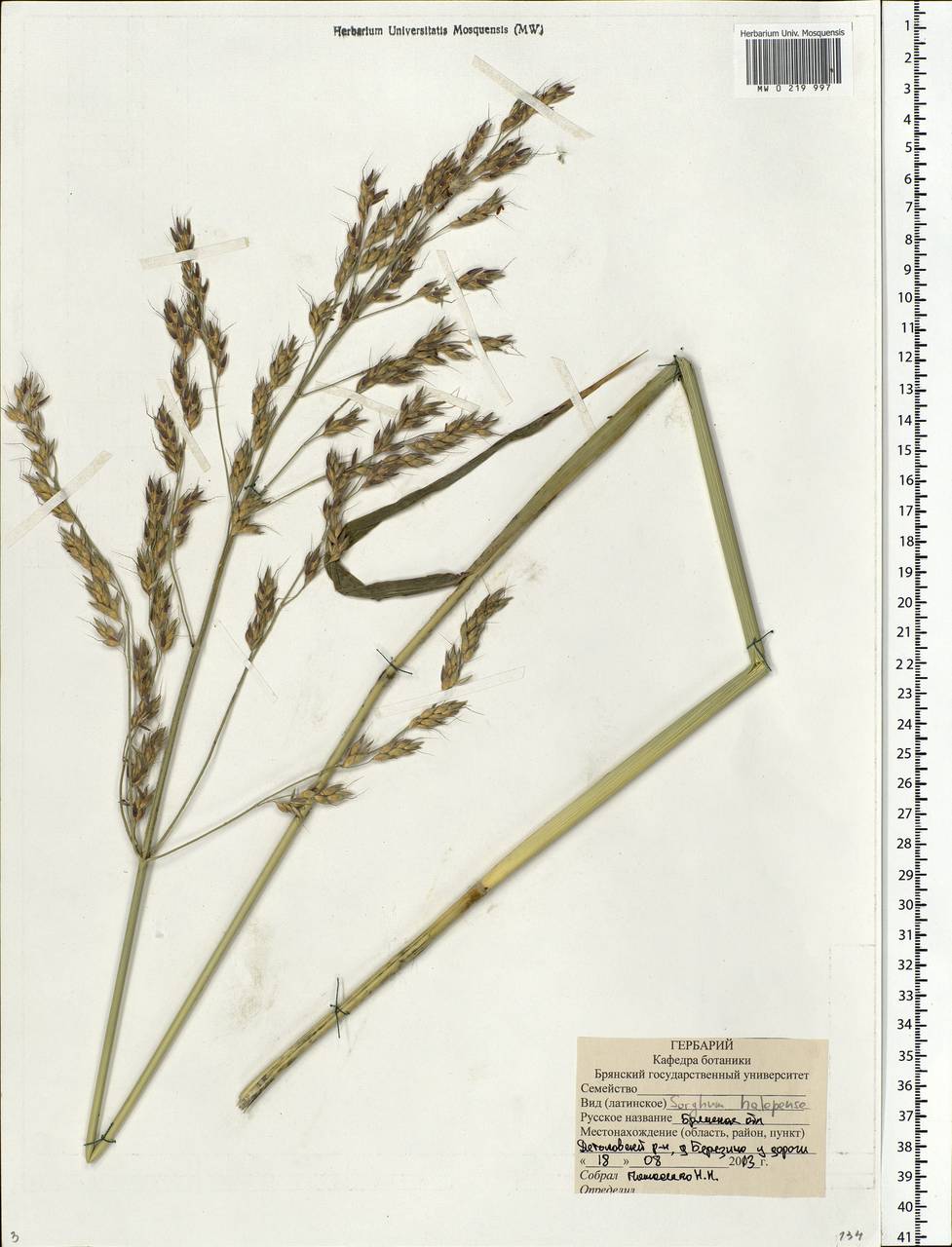 Sorghum halepense (L.) Pers., Eastern Europe, Western region (E3) (Russia)