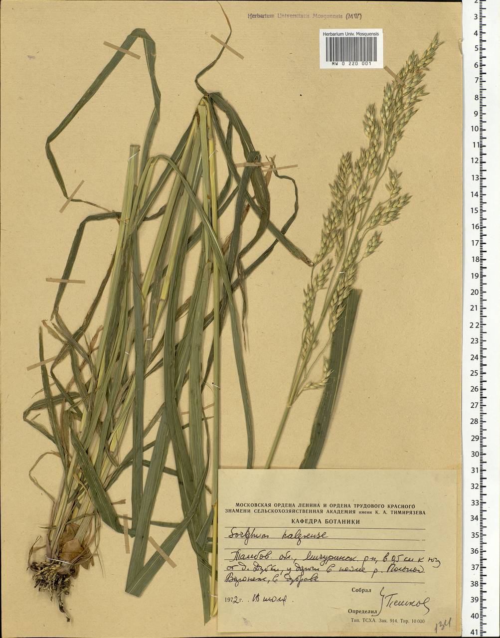 Sorghum halepense (L.) Pers., Eastern Europe, Central forest-and-steppe region (E6) (Russia)